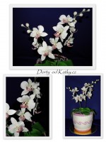 /album/kvetinove/odrchidej-3-jpg/